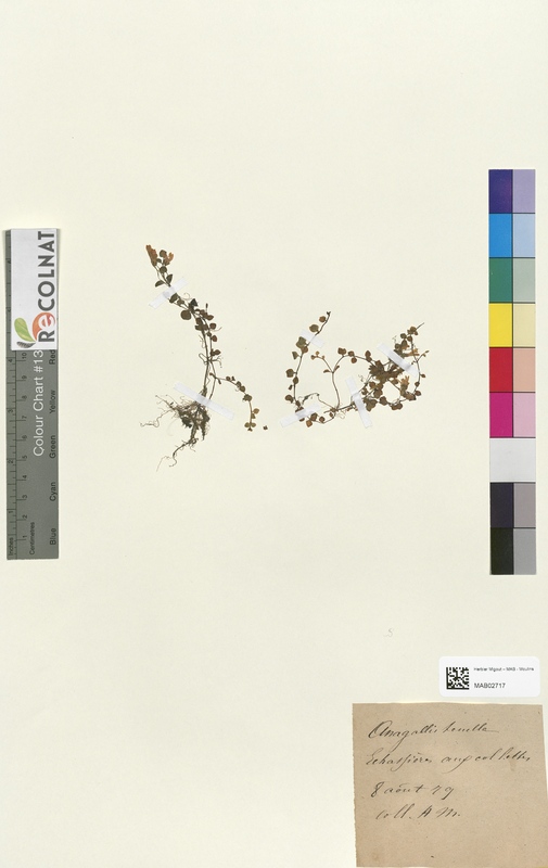 Anagallis tenella (Primulaceae)