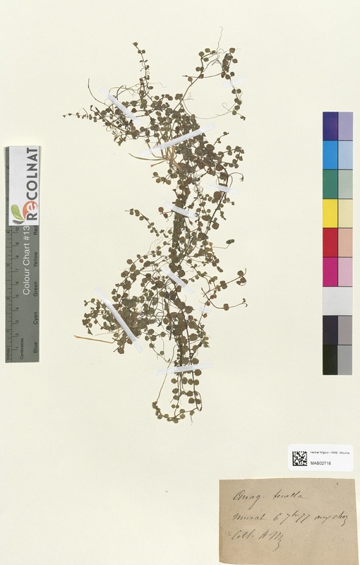 Anagallis tenella (Primulaceae)