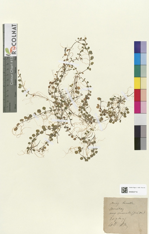 Anagallis tenella (Primulaceae)