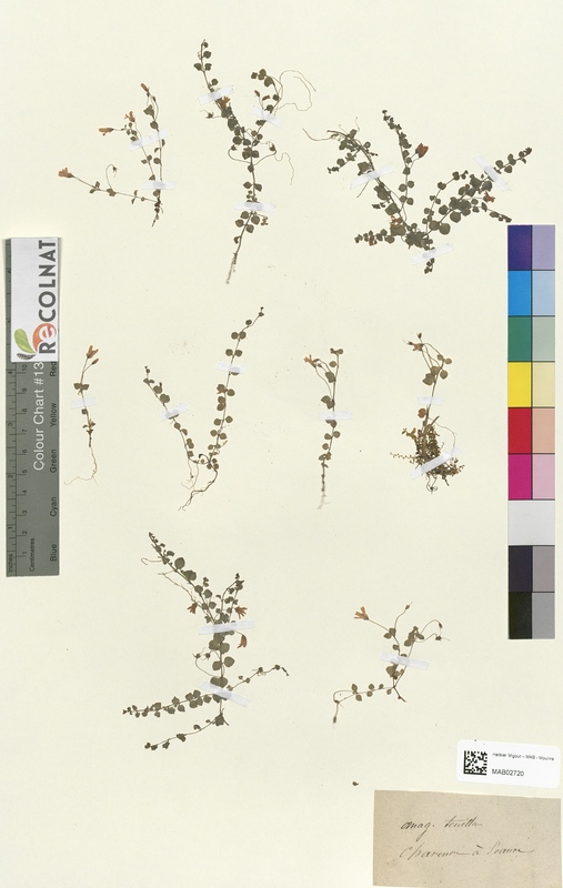 Anagallis tenella (Primulaceae)