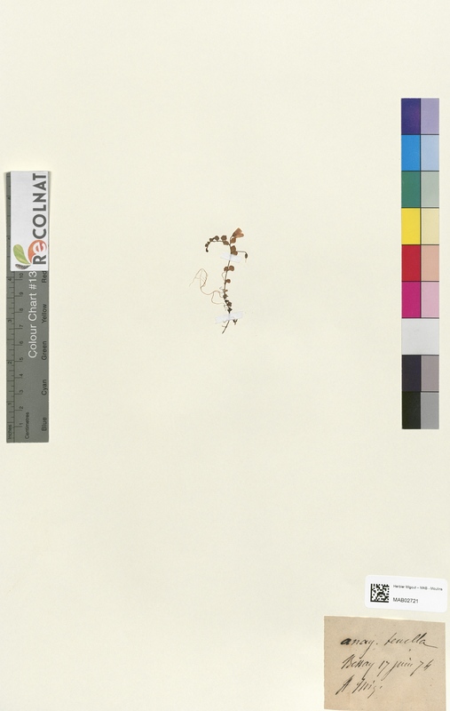 Anagallis tenella (Primulaceae)