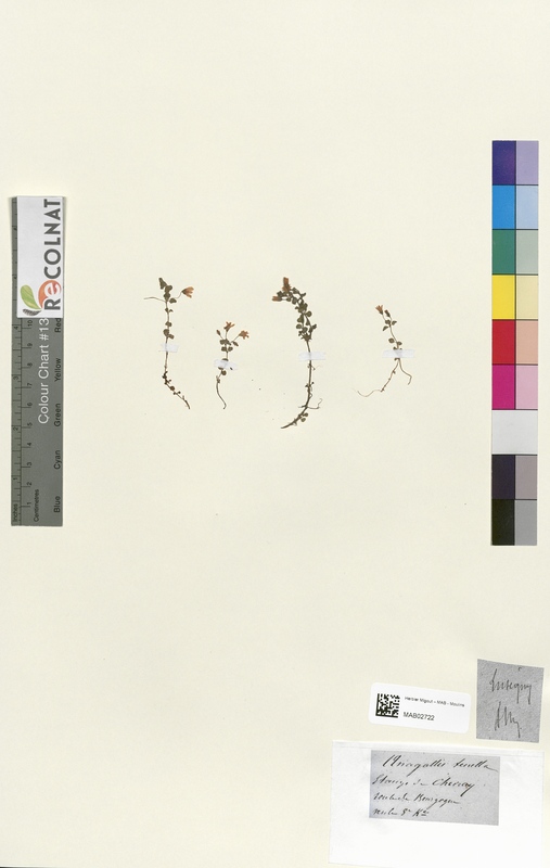 Anagallis tenella (Primulaceae)