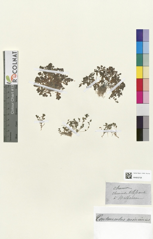 Centunculus minimus (Primulaceae)