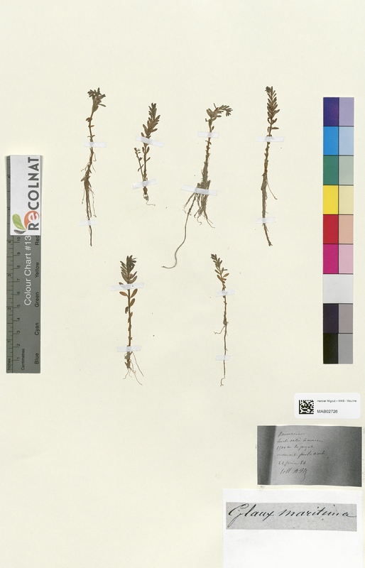 Glaux maritima (Primulaceae)