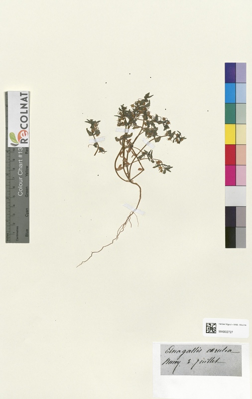 Anagallis carulea (Primulaceae)