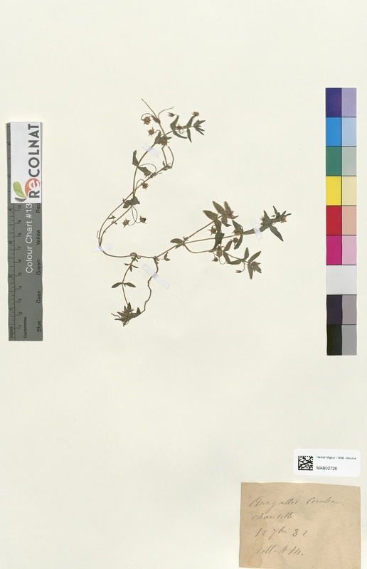 Anagallis carulea (Primulaceae)