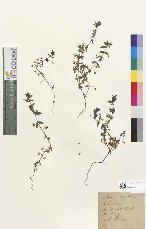 Anagallis carulea (Primulaceae)