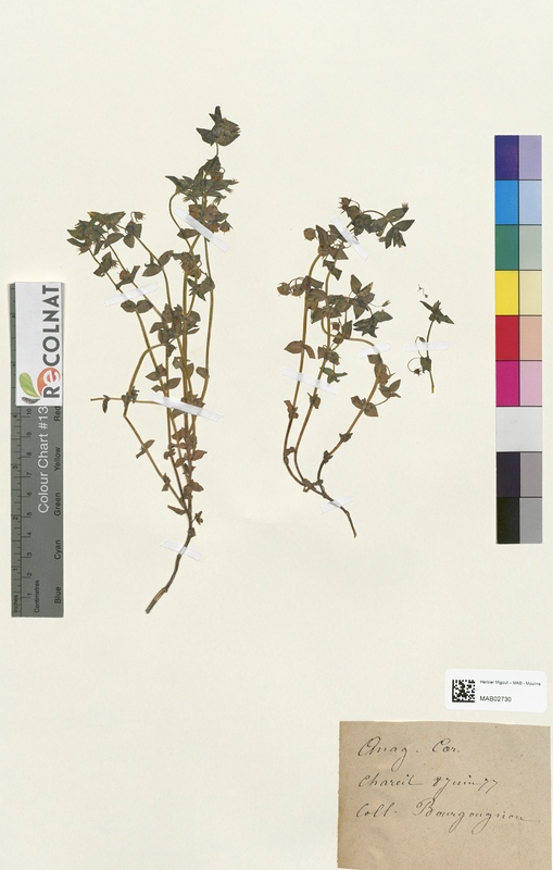 Anagallis carulea (Primulaceae)