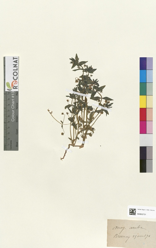 Anagallis carulea (Primulaceae)