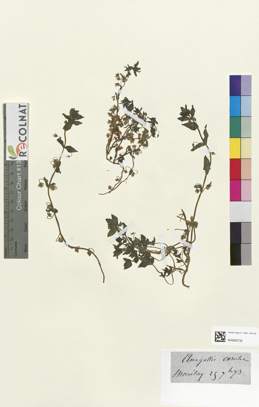 Anagallis carulea (Primulaceae)