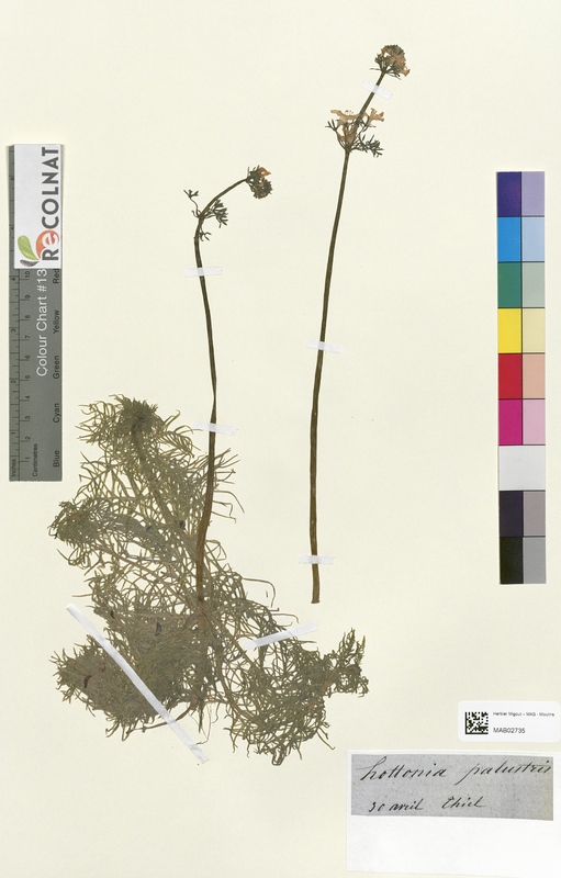 Hottonia palustris (Primulaceae)