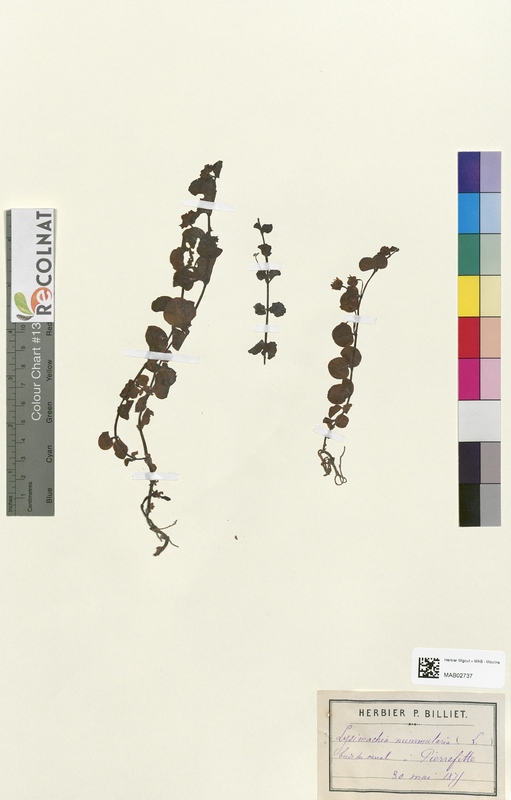 Lysimachia nummularia (Primulaceae)