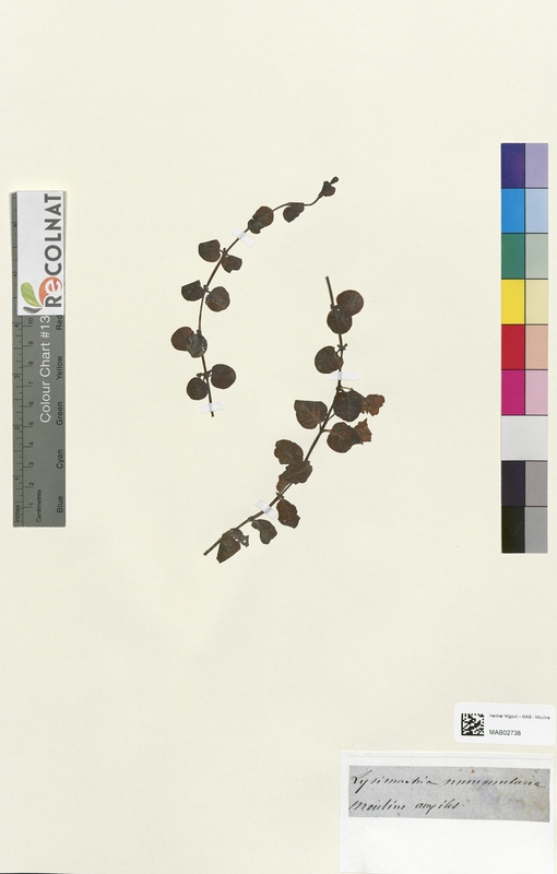 Lysimachia nummularia (Primulaceae)