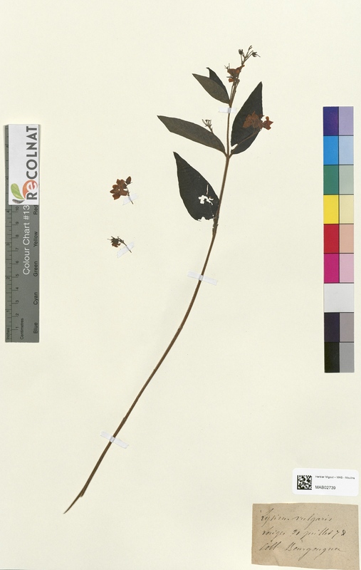 Lysimachia vulgaris (Primulaceae)