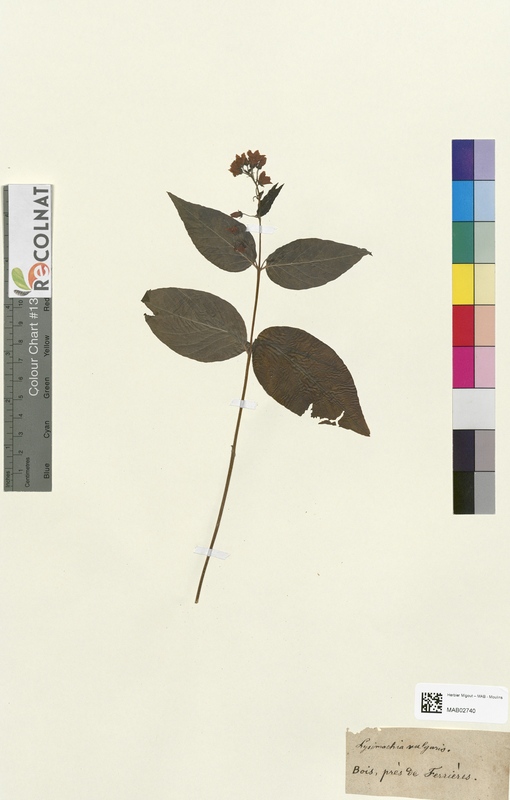 Lysimachia vulgaris (Primulaceae)