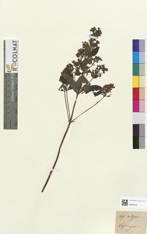 Lysimachia vulgaris (Primulaceae)