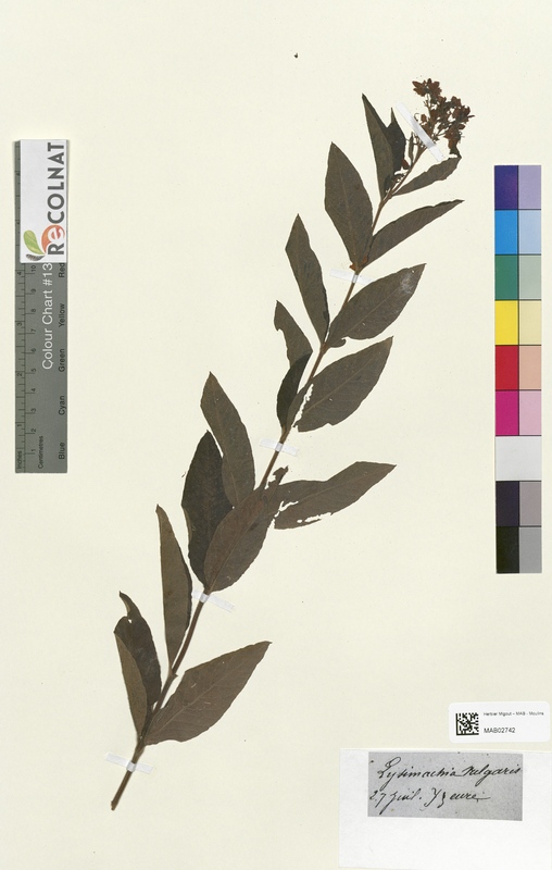 Lysimachia vulgaris (Primulaceae)