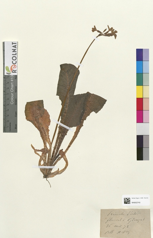 Primula elatior (Primulaceae)