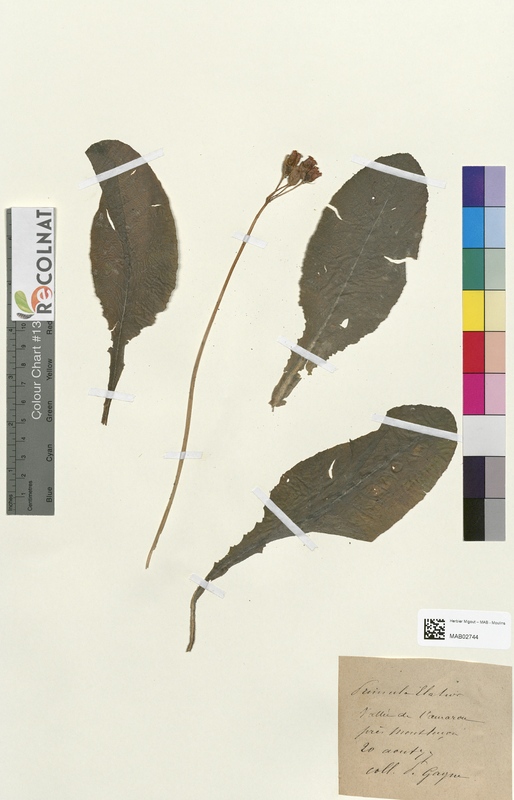 Primula elatior (Primulaceae)