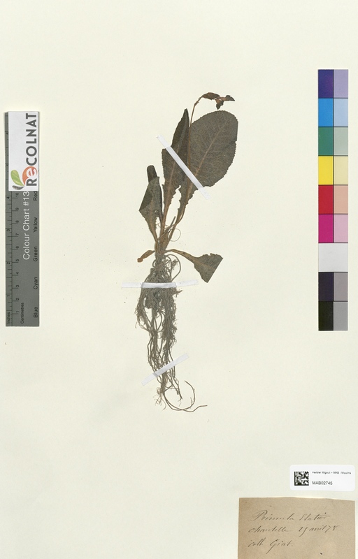 Primula elatior (Primulaceae)