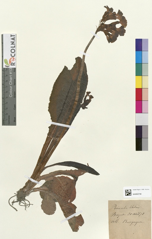 Primula elatior (Primulaceae)