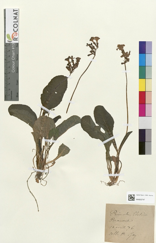 Primula elatior (Primulaceae)