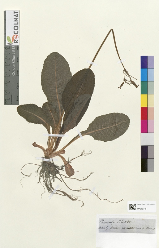 Primula elatior (Primulaceae)