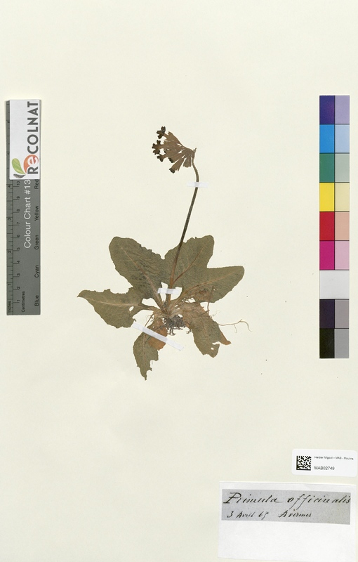 Primula officinalis (Primulaceae)