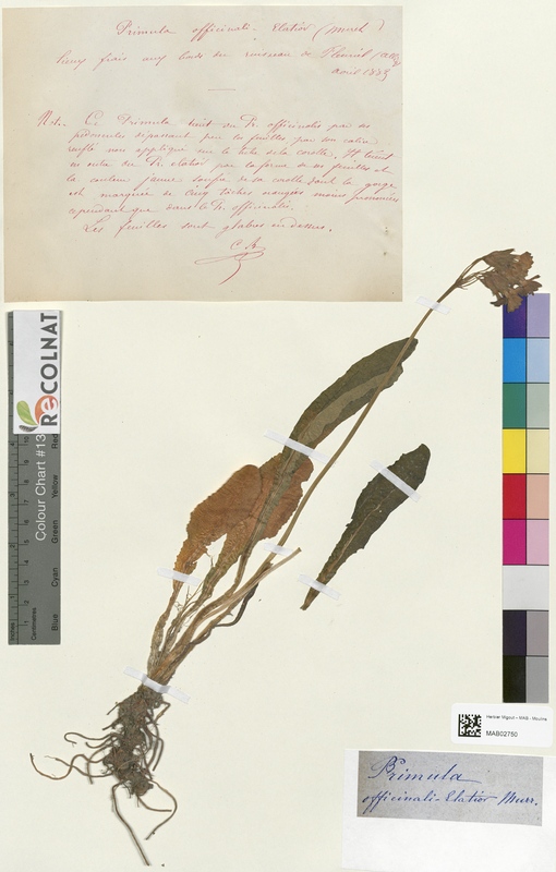 Primula officinali (Primulaceae)