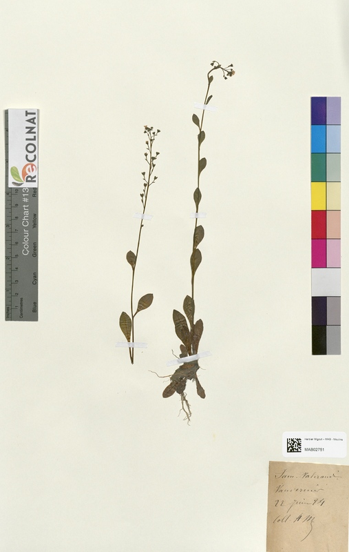 Samolus valerandi (Primulaceae)