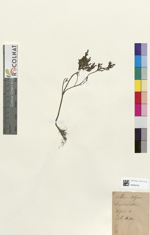 Samolus valerandi (Primulaceae)