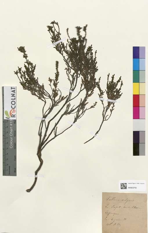 Calluna vulgaris (Ericaceae)