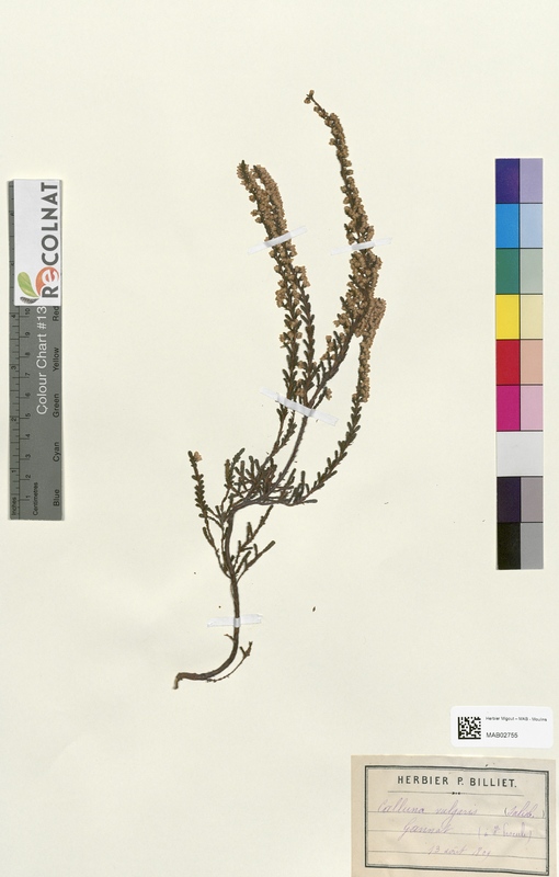 Calluna vulgaris (Ericaceae)