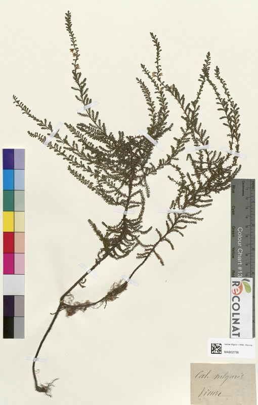Calluna vulgaris (Ericaceae)