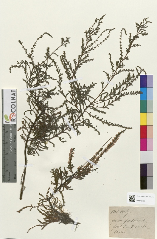 Calluna vulgaris (Ericaceae)