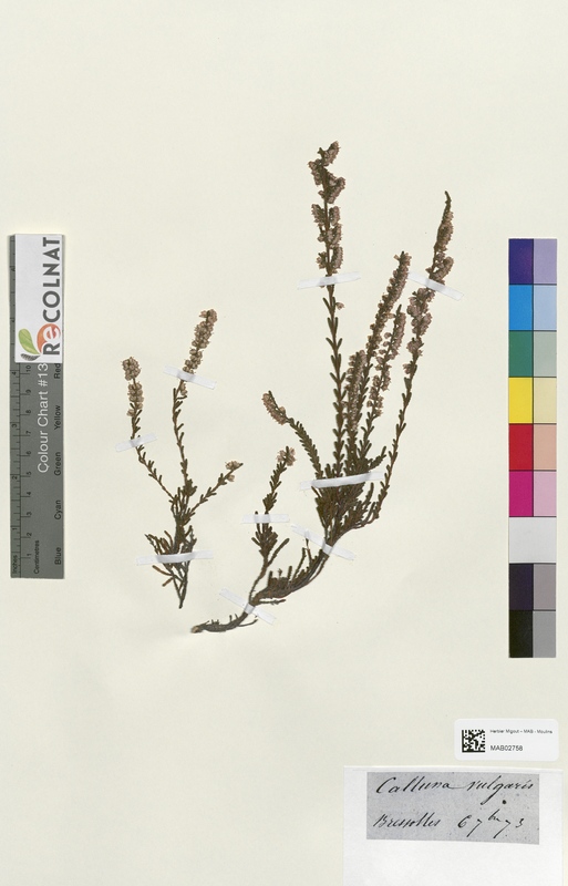 Calluna vulgaris (Ericaceae)