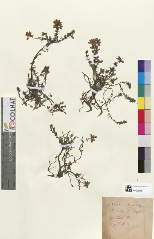 Calluna vulgaris (Ericaceae)