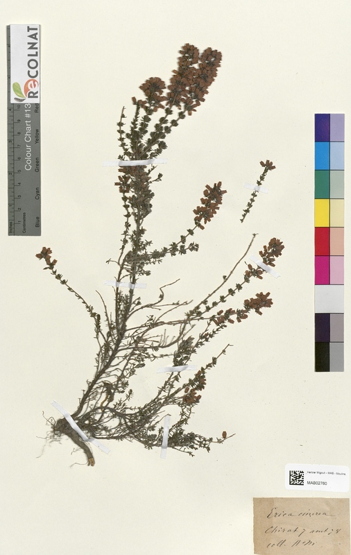 Erica cinerea (Ericaceae)