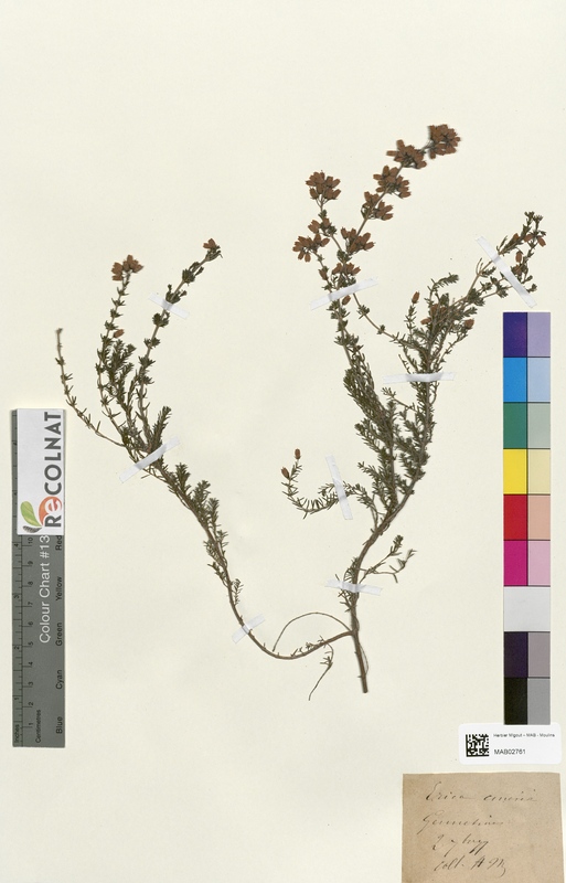 Erica cinerea (Ericaceae)