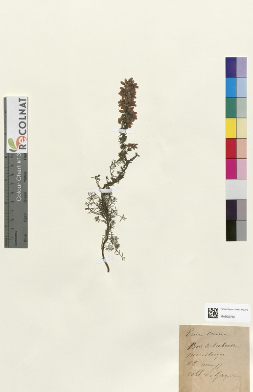 Erica cinerea (Ericaceae)