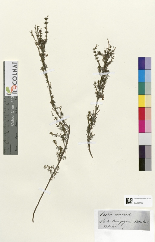 Erica cinerea (Ericaceae)