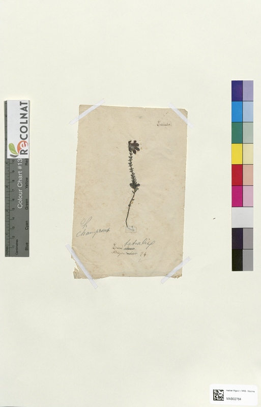 Erica cinerea (Ericaceae)