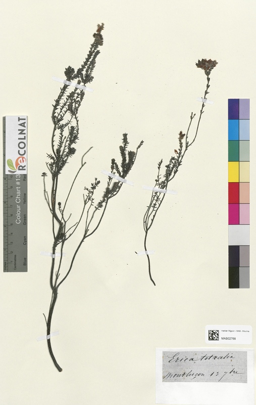 Erica tetralin (Ericaceae)