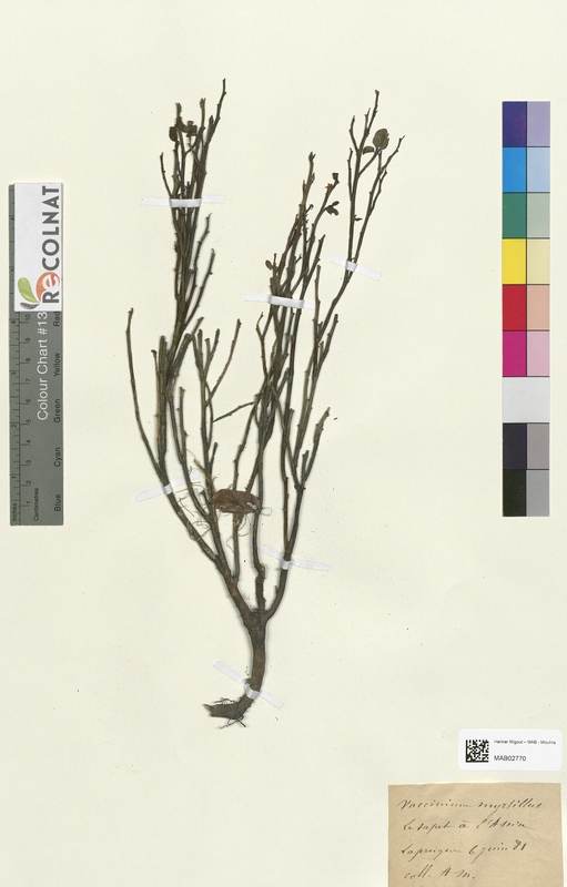 Vaccinium myrtyllus (Ericaceae)