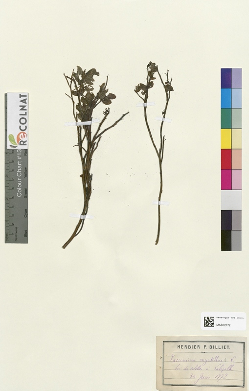 Vaccinium myrtyllus (Ericaceae)