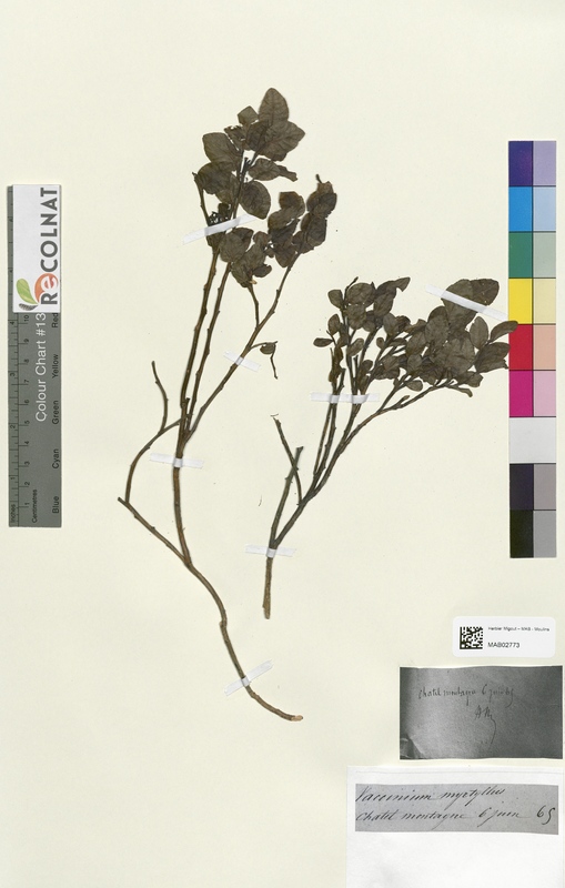 Vaccinium myrtyllus (Ericaceae)