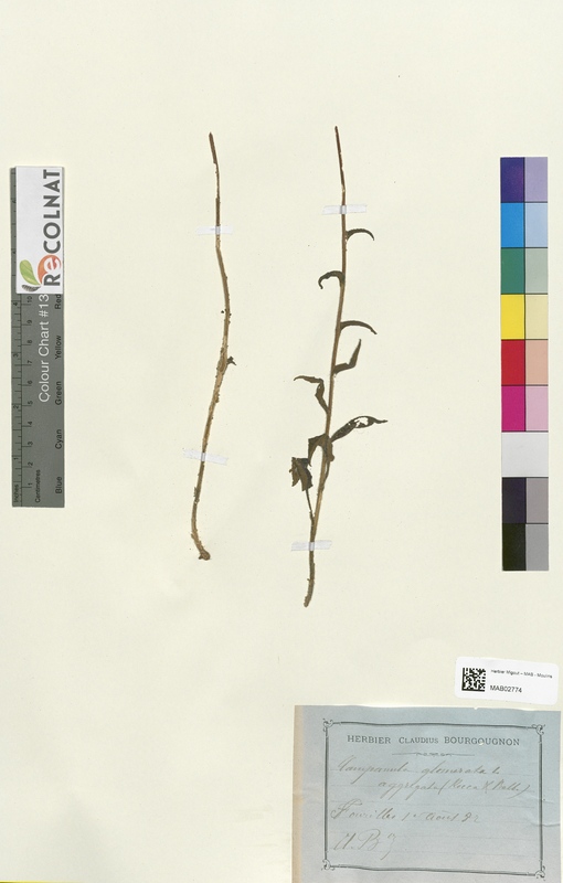 Campanula glomerata (Campanulaceae)