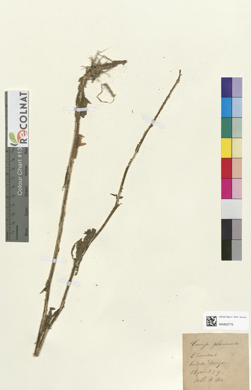 Campanula glomerata (Campanulaceae)