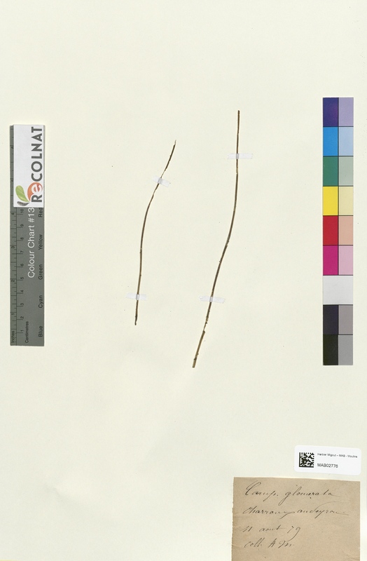 Campanula glomerata (Campanulaceae)