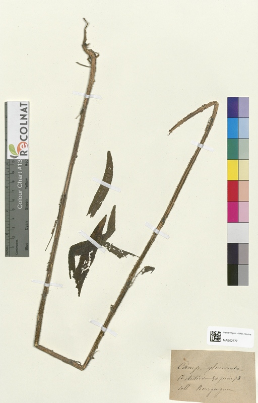 Campanula glomerata (Campanulaceae)